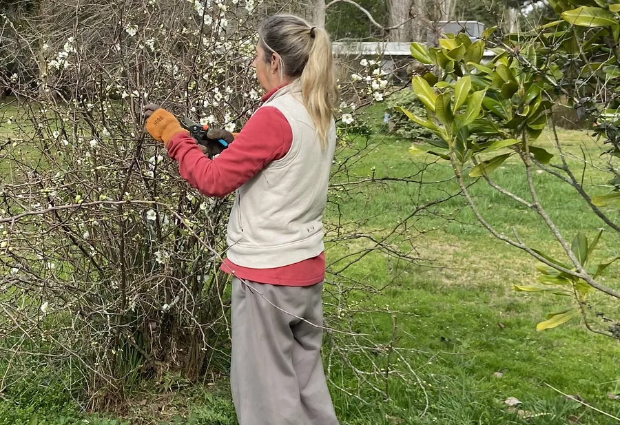Moira podando un arbusto en flor, con guantes y tijeras de podar